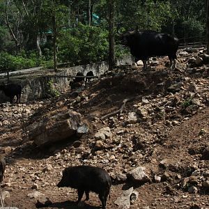 Domestic gayal (Bos frontalis frontalis) exhibit with wild boar