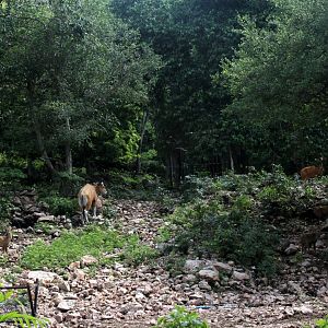 Burma banteng (Bos javanicus birmanicus) exhibit with wild hog deer