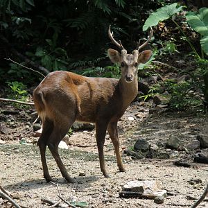 Indian hog deer (Hyelaphus porcinus)