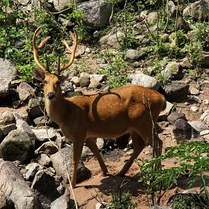 barasingha (Rucervus duvaucelii)