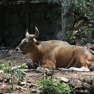 Burma banteng (Bos javanicus birmanicus)