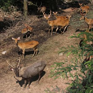 Malayan sambar deer (Rusa unicolor equina) & barasingha (Rucervus duvaucelii) herd