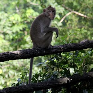 crab-eating macaque (Macaca fascicularis) wild