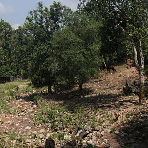 Malayan sambar deer & barasingha exhibit
