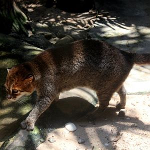 flat-headed cat (Prionailurus planiceps)