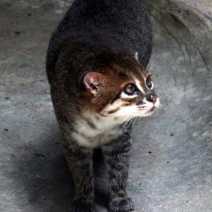 flat-headed cat (Prionailurus planiceps)