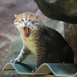 flat-headed cat (Prionailurus planiceps)