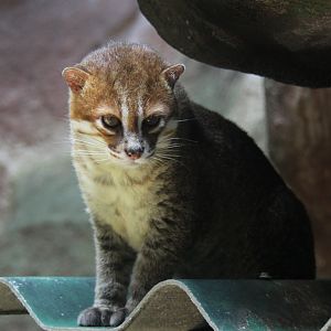 flat-headed cat (Prionailurus planiceps)
