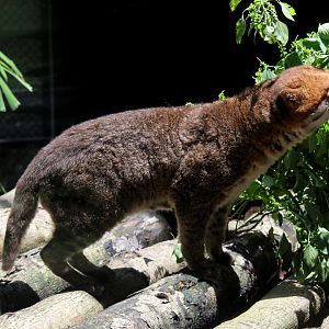 flat-headed cat (Prionailurus planiceps)