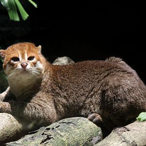 flat-headed cat (Prionailurus planiceps)