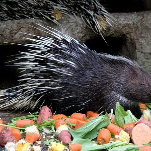 Malayan porcupine (Hystrix brachyura)