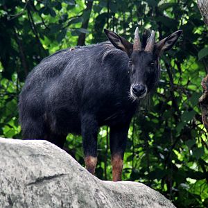 Indochinese serow (Capricornis maritimus)