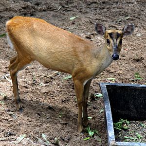 Indian muntjac (Muntiacus muntjak curvostylis)