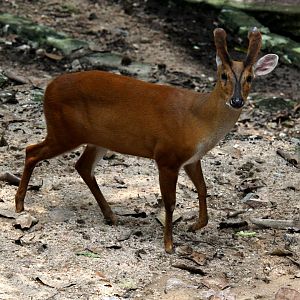 Indian muntjac (Muntiacus muntjak curvostylis)