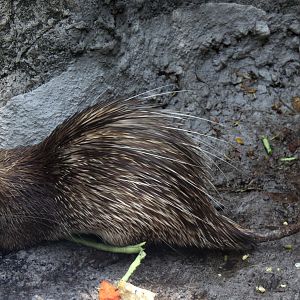 Asiatic brush-tailed porcupine (Atherurus macrourus)