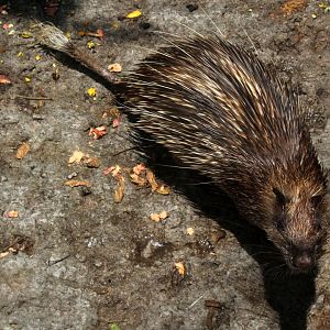 Asiatic brush-tailed porcupine (Atherurus macrourus)