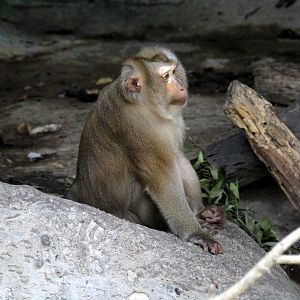 southern pig-tailed macaque (Macaca nemestrina)?