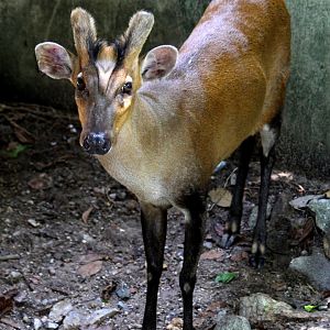 Fea's muntjac (Muntiacus feae)