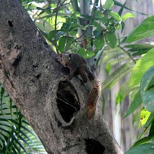 Pallas's squirrel (Callosciurus erythraeus) wild