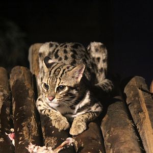 Leopard cat (Prionailurus bengalensis bengalensis)