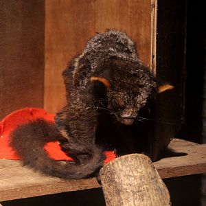 Indian giant flying squirrel (Petaurista philippensis)