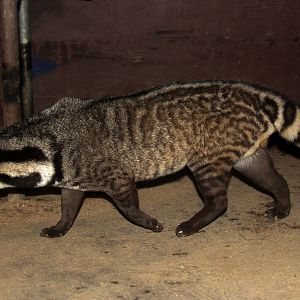 large Indian civet (Viverra zibetha)