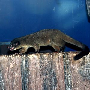 small-toothed palm civet (Arctogalidia trivirgata)