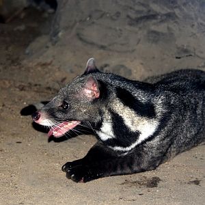 large Indian civet (Viverra zibetha)