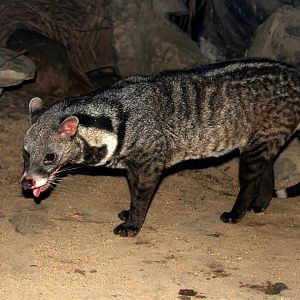 large Indian civet (Viverra zibetha)