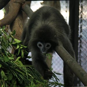 Tenasserim lutung (Trachypithecus barbei)