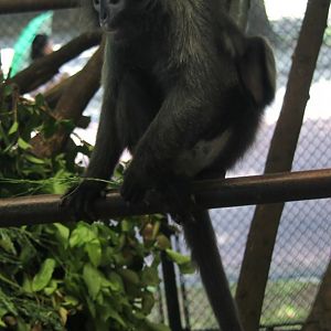 Tenasserim lutung (Trachypithecus barbei)