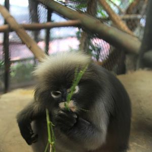 ID? dusky leaf monkey or spectacled langur (Trachypithecus obscurus)