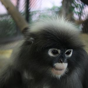 dusky leaf monkey or spectacled langur (Trachypithecus obscurus)