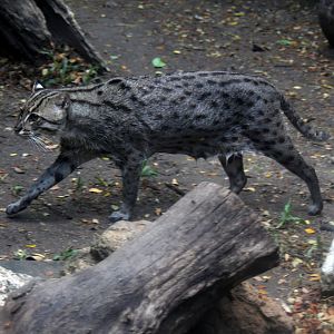fishing cat (Prionailurus viverrinus)