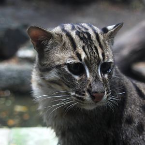 fishing cat (Prionailurus viverrinus)