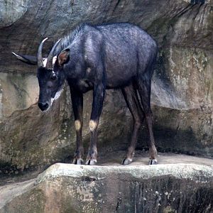 Indochinese serow (Capricornis maritimus)
