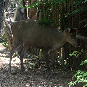 Fea's muntjac (Muntiacus feae)