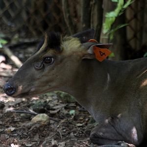 Fea's muntjac (Muntiacus feae)