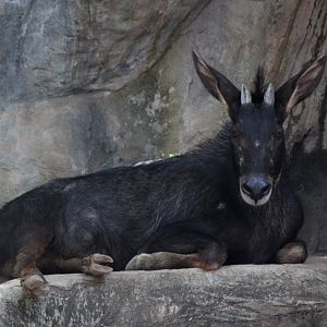 ID? Sumatran serow (Capricornis sumatraensis)
