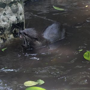 smooth-coated otter (Lutrogale perspicillata)