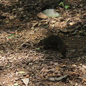 northern treeshrew (Tupaia belangeri) wild