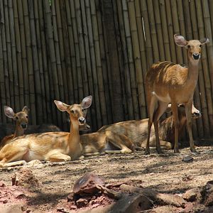 Siamese brow-antlered deer (Rucervus eldii siamensis)
