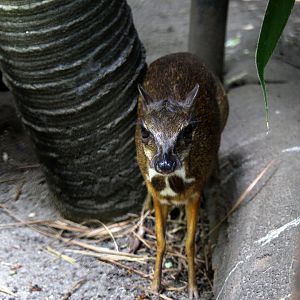 lesser mouse-deer or kanchil (Tragulus kanchil)