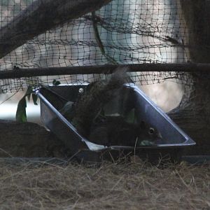 Finlaysons squirrel (Callosciurus finlaysonii) wild