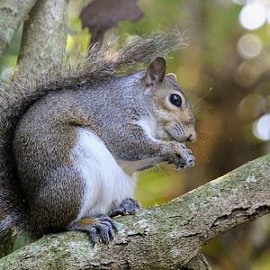 Florida Gray Squirrel