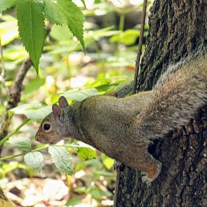 Minnesota Gray Squirrel