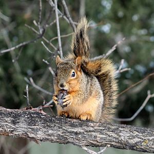 Western Fox Squirrel