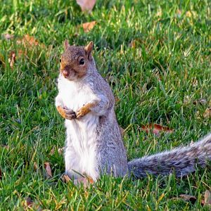 Northern Gray Squirrel