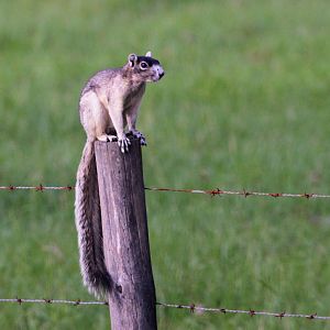 Sherman’s Fox Squirrel
