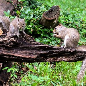 Southern Gray Squirrel